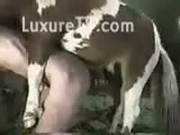 Guy getting screwed by big horse